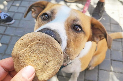 Puppy Pancake Day
