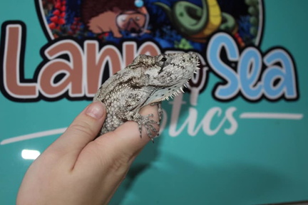 Land to Sea Exotic Animal
