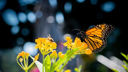 Supporting Pollinators