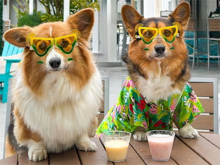 Yappy Hour Margaritaville Hotel San Diego