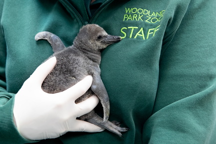 Penguins