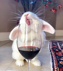 Reds, Whites, and Bunnies