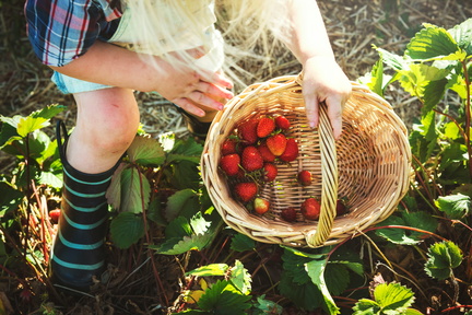 Strawberry Festival