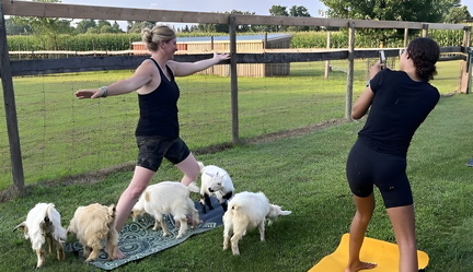 Goat Yoga