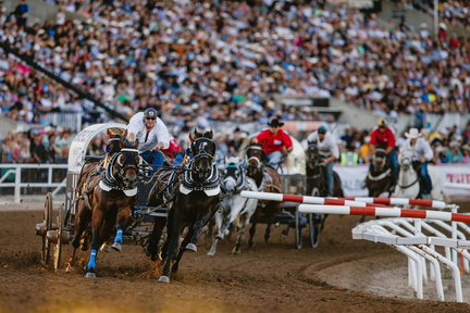 calgary stampede