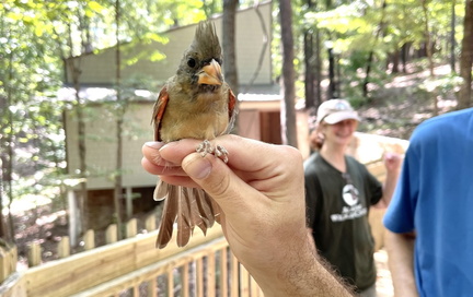Birmingham Nature Fest