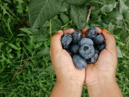 Blueberry Festival