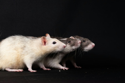 Mouse Race Fundraiser Night