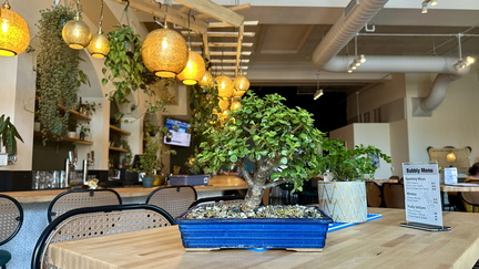 Bonsai & Brews