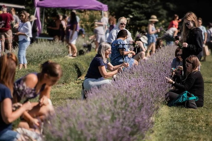 8th Annual Lavender Harvest Festival 2025