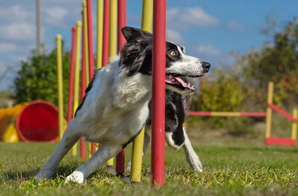PawsFest