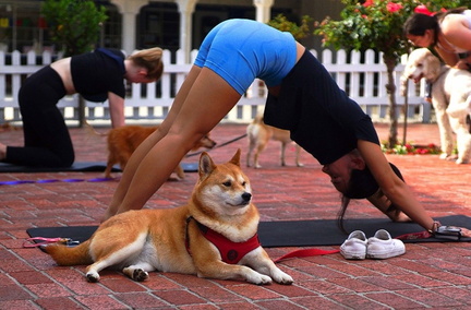 Doga