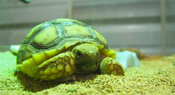 Lone Star Reptile Expos