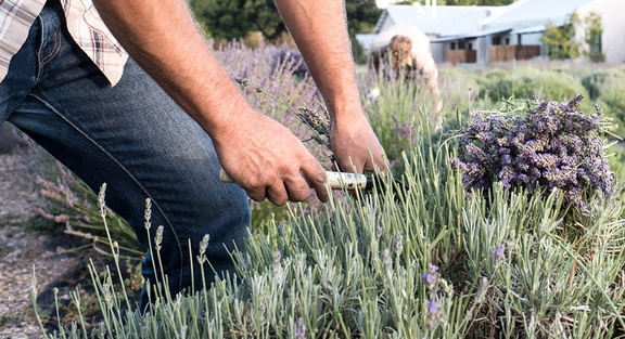 Lavender Harvest Dinner