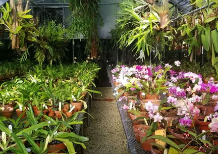 Vizcaya's Rare Orchids - A Behind the Scenes Guided Tour