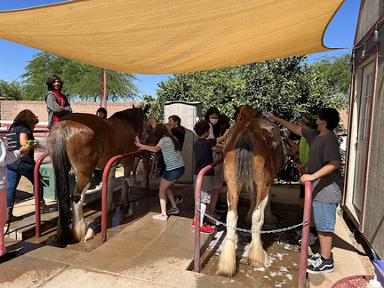 Bath Days with the Clydesdale's