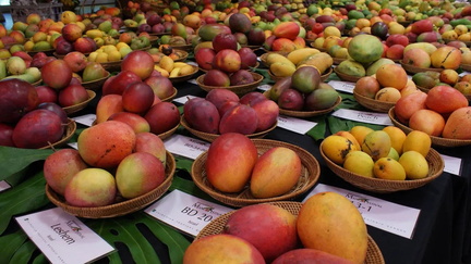 Mango Festival - Fairchild Tropical Botanic Garden