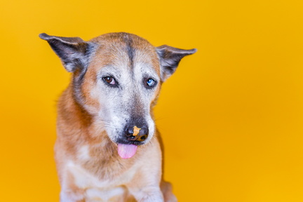 Paws &amp; Portraits by Zoe