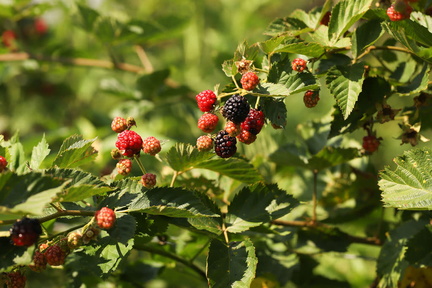 Blackberry Harvest and Music Festival