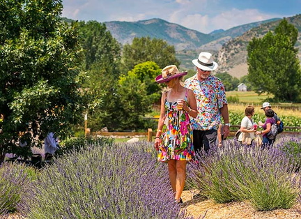 Lavender Festival - Denver Botanic Gardens