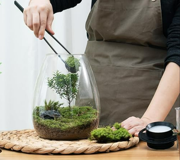 Desktop Terrariums