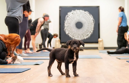 Puppies and Pilates