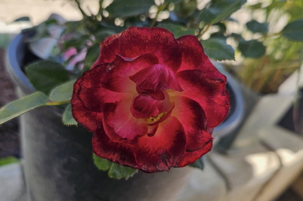 Roses in Bloom - Calgary’s Annual Rose Show
