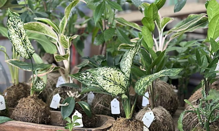 Kokedama workshop