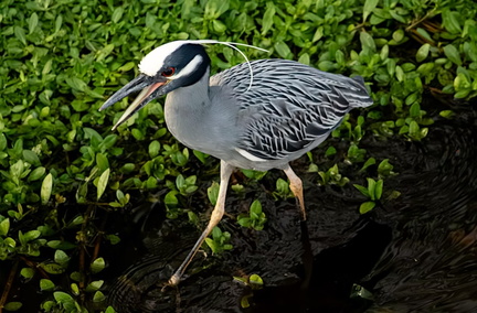 Wild Florida Beyond the Concrete