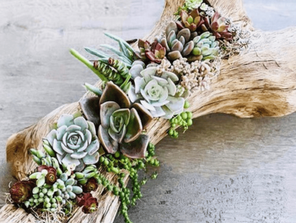 Driftwood Succulent Centerpiece Workshop