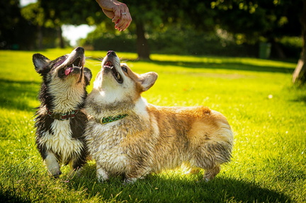 dog on the park