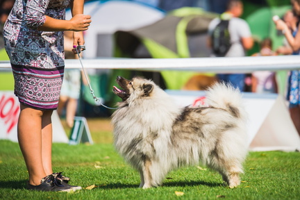 Golden State Summer Sieger - Yolo County Fairgrounds