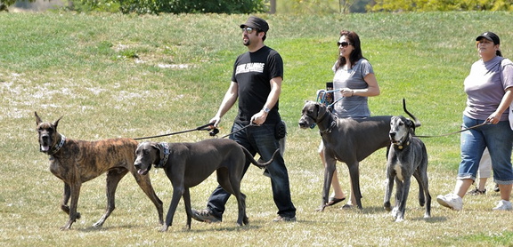 Niles Dog Show - Niles Community Park