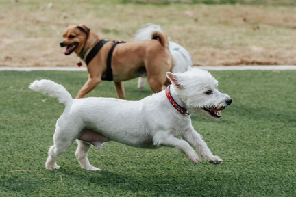 Canines &amp; Coffee - Downtown Arlington Doggie Depot