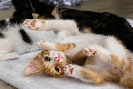 Kitten Yoga &amp; Mimosas