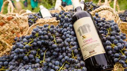 grape and wine festival
