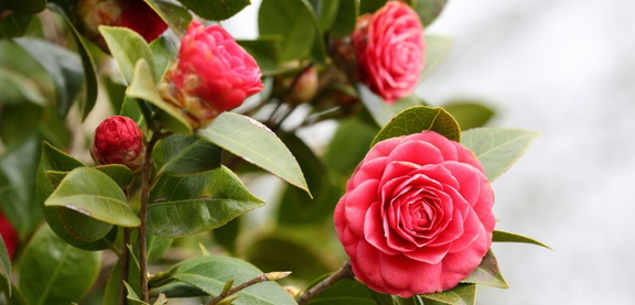 Camellia Festival in Stoliv 31