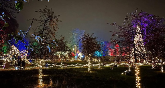 Enchanted Winter Forest Lights Festival
