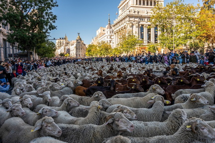 Transhumance Festival