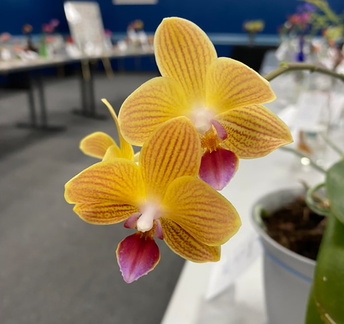 Save the Pollinator Flower Show