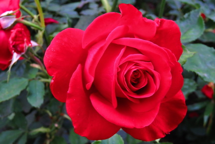Roses in Bloom Calgary’s 52nd Annual Rose Show