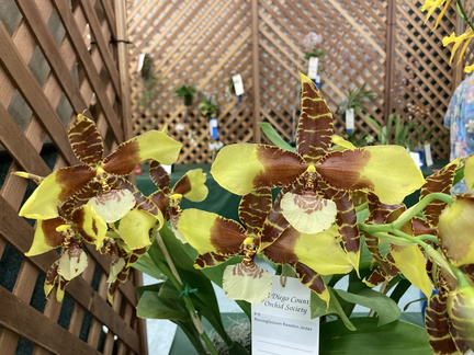 Orchids Show and Sale in the Park