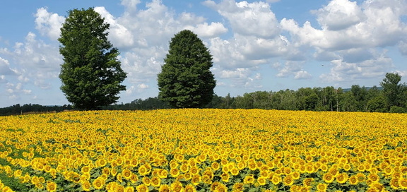 Toronto Sunflower Fields &amp; Festival