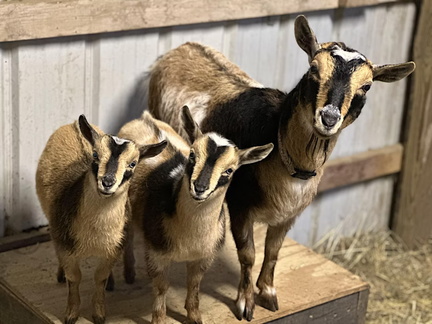Goat Yoga - Grand Rapids