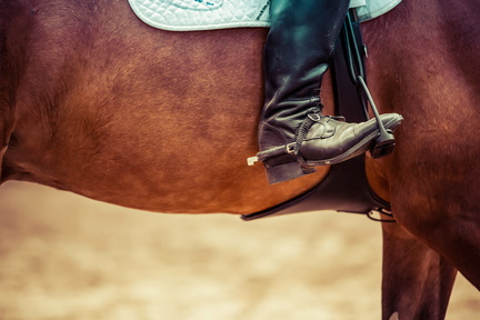 horse show 31
