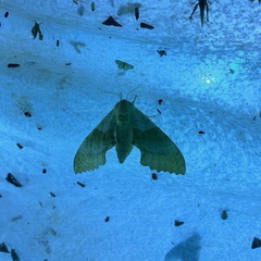 Evenings at the Garden: Mothbusters Demystify the