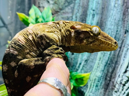 Reptile Show
