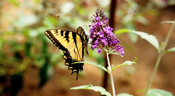 Stanley's Ninth Annual Butterfly Festival