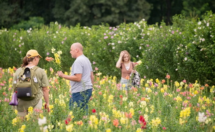 Wildflower Festival