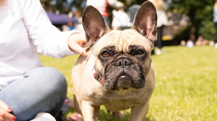 Trotters Dog Fest 2025